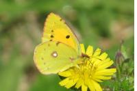 Colias crocea