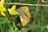 Euclidia glyphica