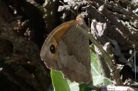 Maniola jurtina