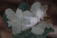 Tischeria ekebladella