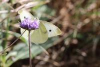 Pieris rapae