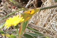 Colias crocea
