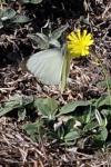 Pieris brassicae