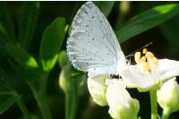 Celastrina argiolus