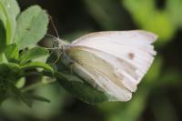 Pieris rapae
