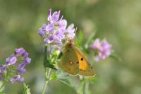 Colias crocea