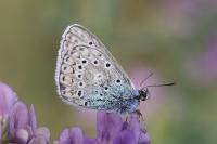 Polyommatus icarus
