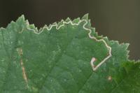 Stigmella microtheriella