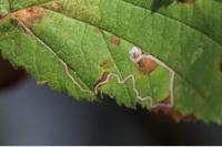 Stigmella microtheriella