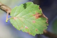 Stigmella microtheriella