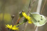 Pieris brassicae