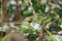 Coenonympha pamphilus