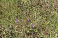 Lycaena phlaeas