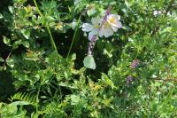 Gonepteryx rhamni
