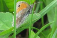 Coenonympha pamphilus