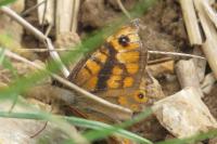 Lasiommata megera