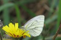 Pieris napi