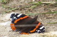 Vanessa atalanta