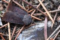 Conistra ligula