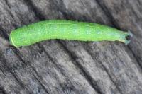 Pseudoips prasinanus