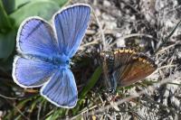 Polyommatus icarus