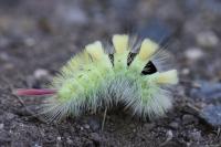 Calliteara pudibunda