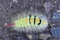 Calliteara pudibunda