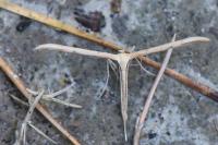 Emmelina monodactyla