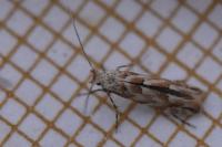Phyllonorycter
