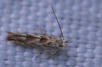 Phyllonorycter