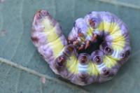 Pheosia tremula