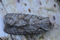Lithophane ornitopus