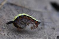 Acronicta psi
