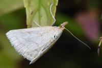 Psammotis pulveralis