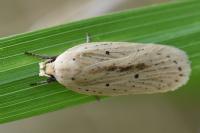 Agonopterix pallorella