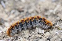 Thaumetopoea pityocampa