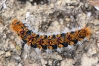 Thaumetopoea pityocampa