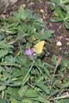 Colias crocea