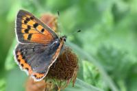 Lycaena phlaeas