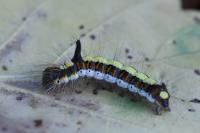 Acronicta psi