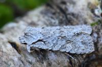 Lithophane ornitopus