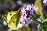 Colias alfacariensis