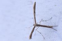 Emmelina monodactyla