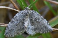 Epirrita