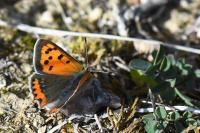 Lycaena phlaeas