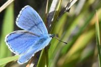Lysandra bellargus