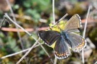 Lysandra bellargus