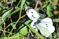 Pieris brassicae