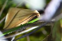 Rhodometra sacraria
