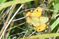 Colias crocea